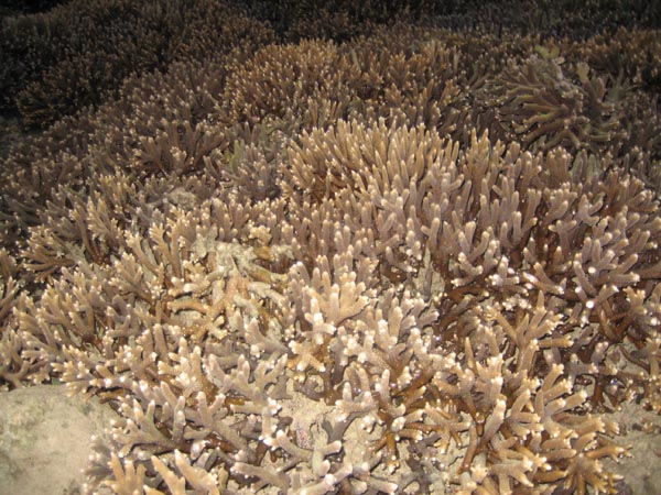 koraller.jpg